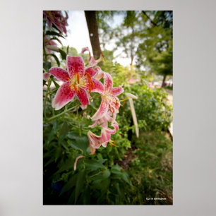 Poster Lillies rose