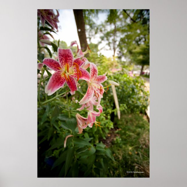Poster Lillies roses (Devant)