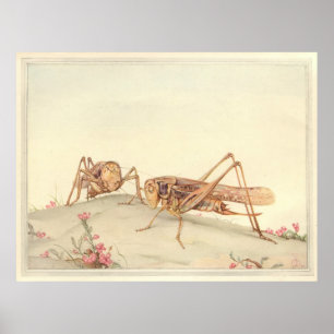 Poster L'illustration du livre d'insectes DECTICUS FACE B