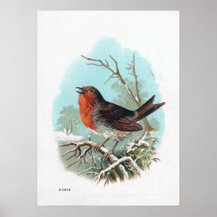 Poster L'illustration vintage d'oiseau de Robin