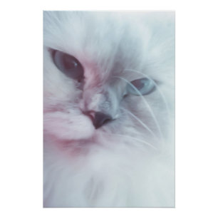Poster Lilly