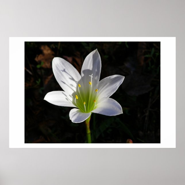 Poster Lilly blanc (Devant)