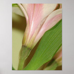 Poster Lily