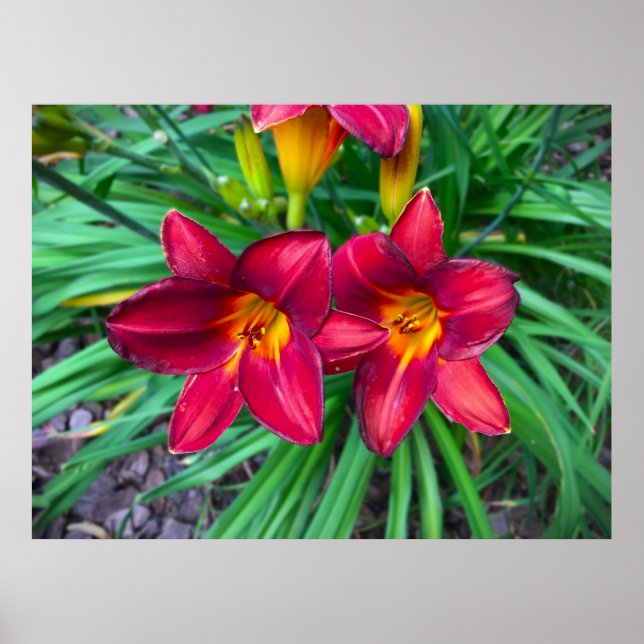 Poster Lily, (Devant)