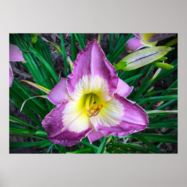 Poster Lily, (Devant)