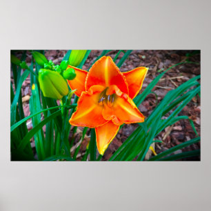 Poster Lily,