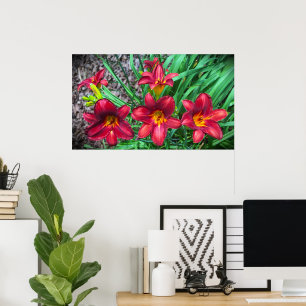 Poster Lily,