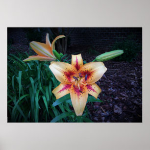 Poster Lily,