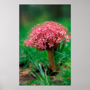 Poster Lily africaine (Agapanthus Praecox), Mala Mala