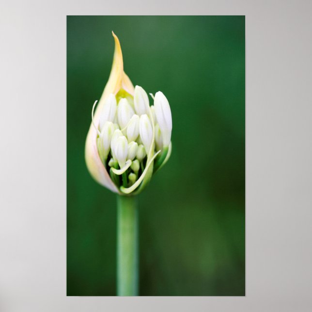 Poster Lily africaine, Praecox d'Agapanthus, Cap (Devant)