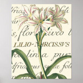 Poster Lily avec détail calligraphique