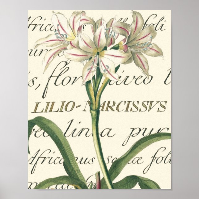 Poster Lily avec détail calligraphique (Devant)