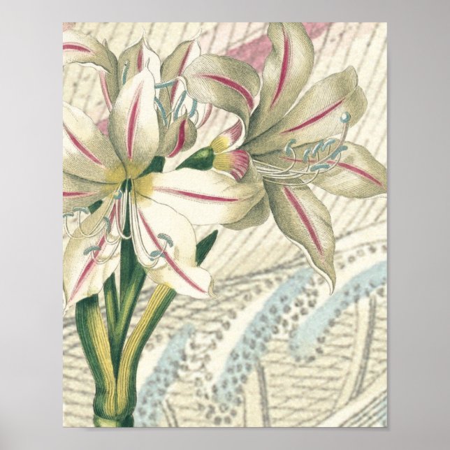 Poster Lily avec l'élargissement (Devant)