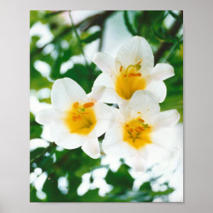 Poster Lily blanche - Lilium candidum