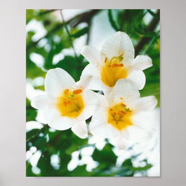 Poster Lily blanche - Lilium candidum (Devant)