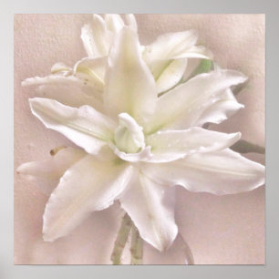 Poster Lily Blossoms Blush