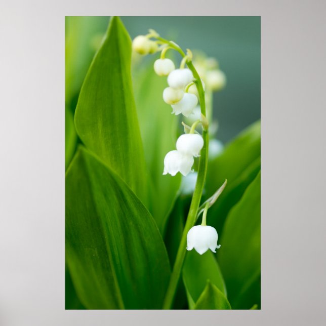 Poster Lily de la Vallée (Devant)