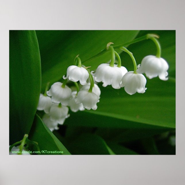 Poster Lily de la Vallée (Devant)