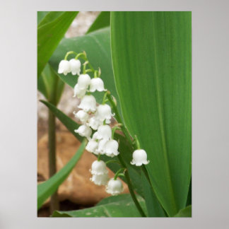 Poster Lily de la Vallée