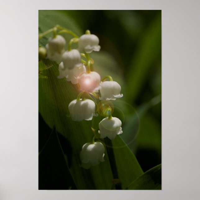 Poster Lily De La Vallée Florale (Devant)