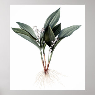 Poster Lily de la vallée imprimé botanique premium