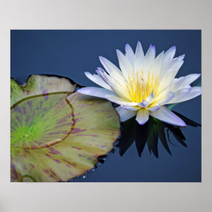 Poster Lily d'eau serene