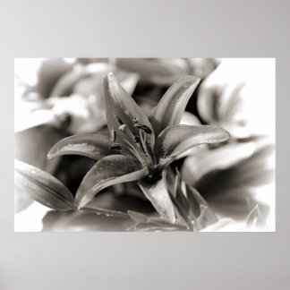 Poster Lily en noir et blanc