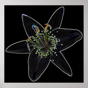 Poster Lily en velours noir