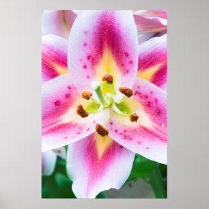 Poster Lily Gros plan