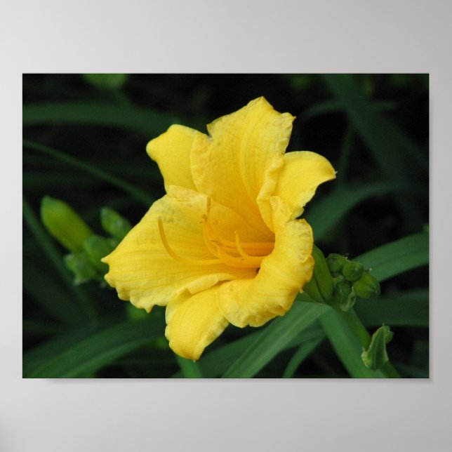 Poster Lily jaune (Devant)