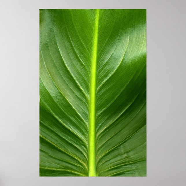 Poster Lily Leaf (Devant)