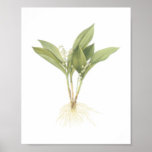 Poster Lily-of-the-valley(Convallaria majalis) par Redout