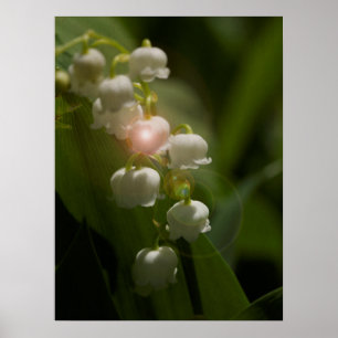 Poster Lily Of The Valley Floral