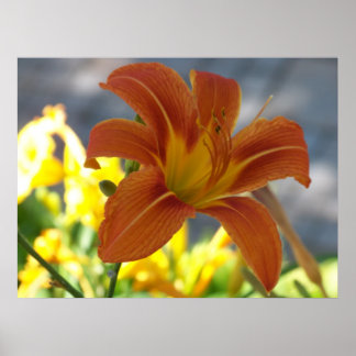 Poster Lily orange
