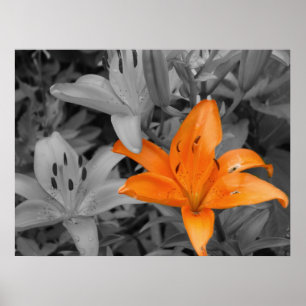 Poster Lily orange