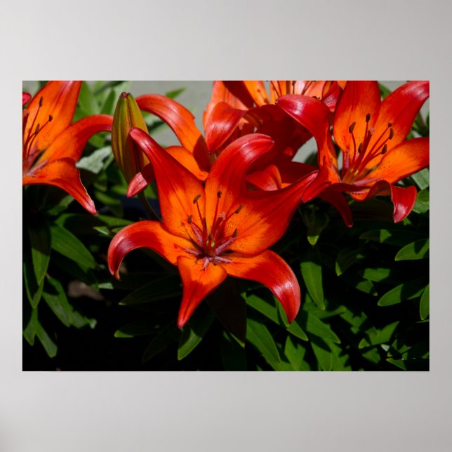Poster Lily orange rose foncé (Devant)