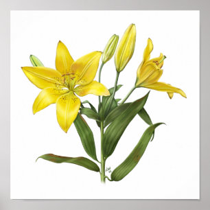 Poster Lily Orientale Jaune Imprimer