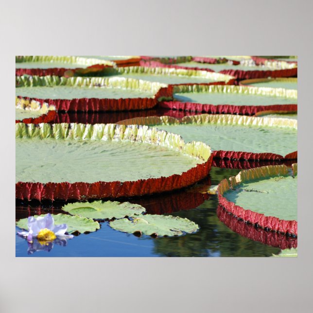Poster Lily Pad (Devant)