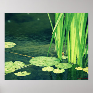 Poster Lily Pad Pond