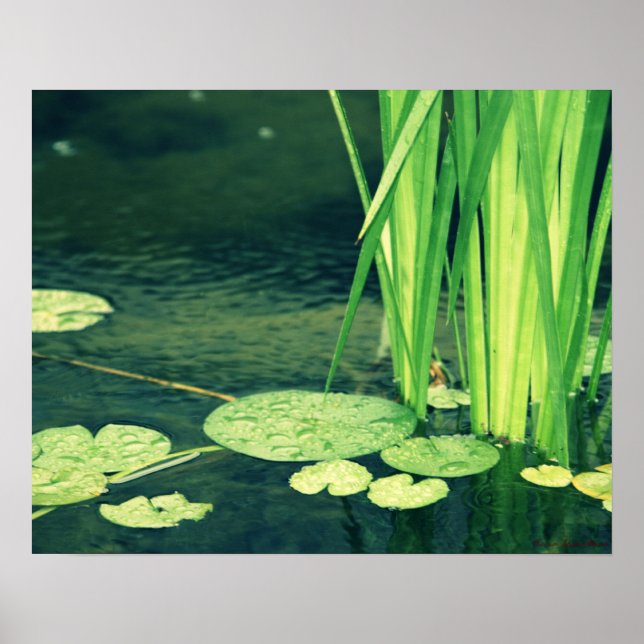 Poster Lily Pad Pond (Devant)