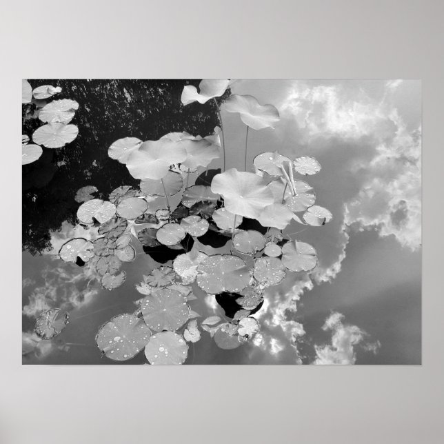 Poster Lily Pads (Devant)