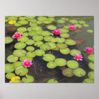 Lily pads et Lotus Flowers