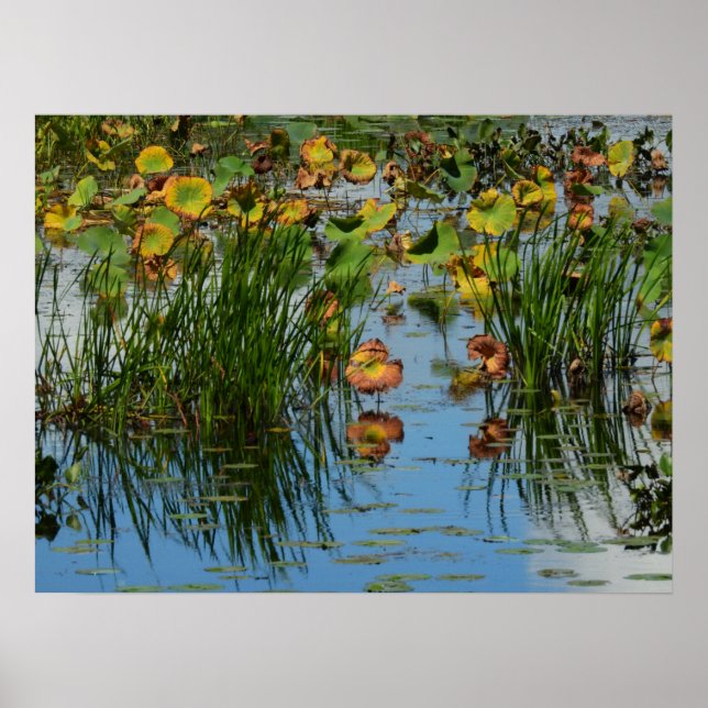Poster Lily Pads sur la photographie du fleuve Mississipp (Devant)