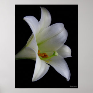 Poster Lily sur noir no 1