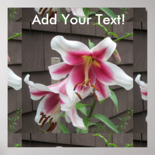 Poster Lily White Plante de la Maison violette