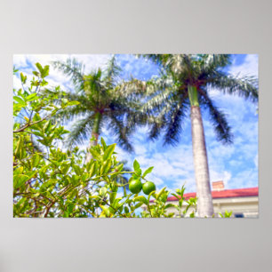 Poster Limequats en Floride