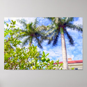 Poster Limequats en Floride