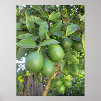 Poster Limes fraîches
