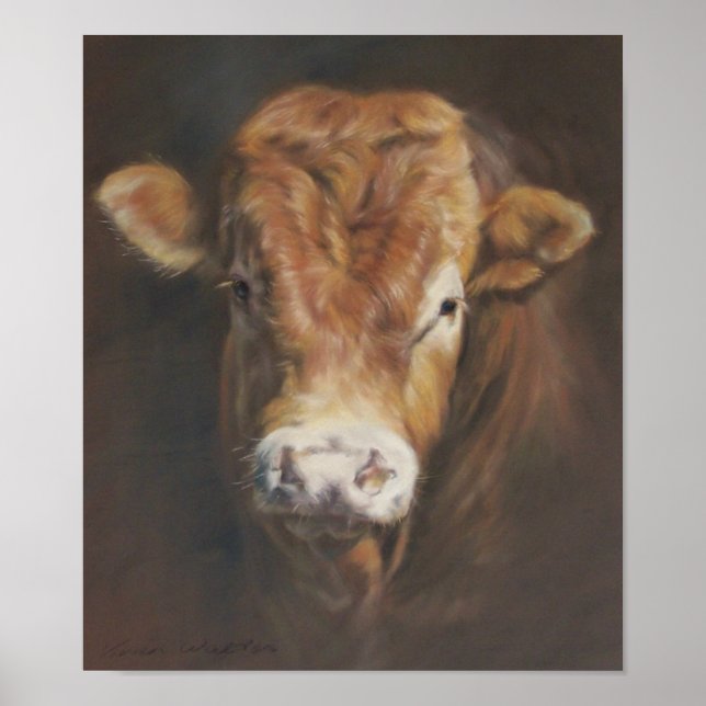 Poster Limousin Bull (Devant)