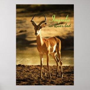 Poster L'Impala de la faune africaine dans le lit des riv